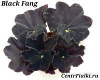 Бегония Black Fang взрослое растение