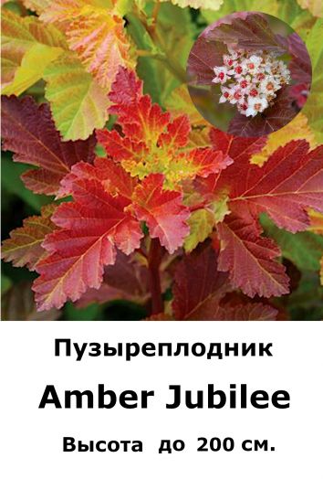 Пузыреплодник amber jubilee фото и описание