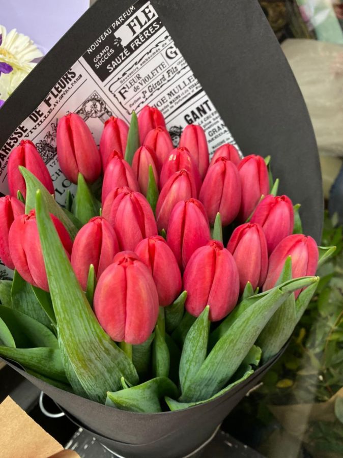 15 Тюльпанов сурендер красные в упаковке