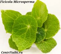 Бегония Ficicola Microsperma взрослое растение
