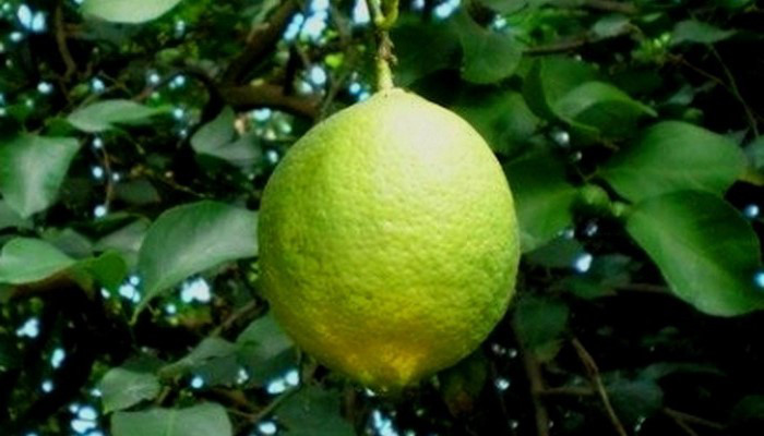 саженцы лимона мир