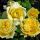 Роза флорибунда (Rose floribunda Nicolas Hulot)