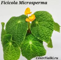Бегония Ficicola Microsperma