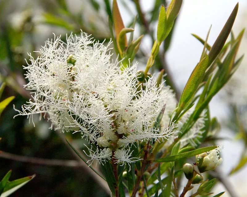 Мелалеука Льнянколистная, Австралийское чайное дерево (Melaleuca linariifolia) - саженец