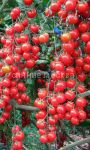 Tomat-Vishnya-Krasnaya-Uralskij-Dachnik