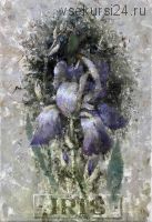 [Аурум] Три портрета цветка Ириса (Елена Ильичева)