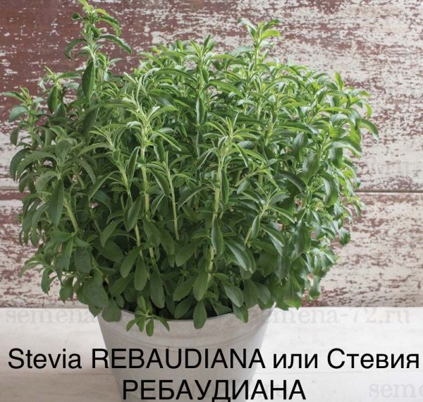 Stevia REBAUDIANA или Стевия РЕБАУДИАНА