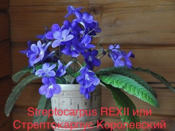 Streptocarpus REXII или Стрептокарпус Королевский