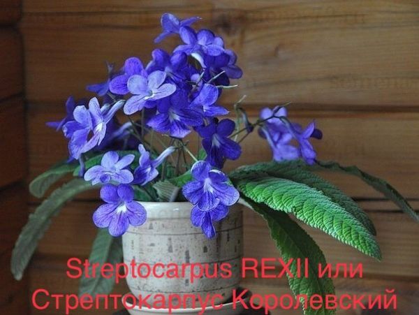 Streptocarpus REXII или Стрептокарпус Королевский