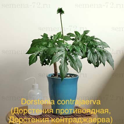 Dorstenia contrajaerva (Дорстения противоядная, Дорстения контраджаерва)