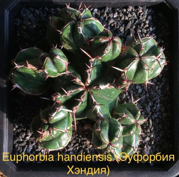 Euphorbia handiensis (Эуфорбия Хэндия)