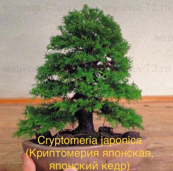 Cryptomeria japonica (Криптомерия японская, японский кедр)