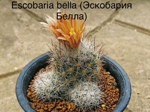 Escobaria bella (Эскобария Белла)