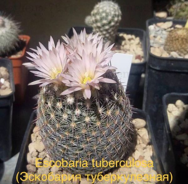 Escobaria tuberculosa (Эскобария туберкулезная)