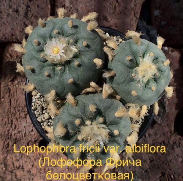 Lophophora fricii var. albiflora (Лофофора Фрича белоцветковая)