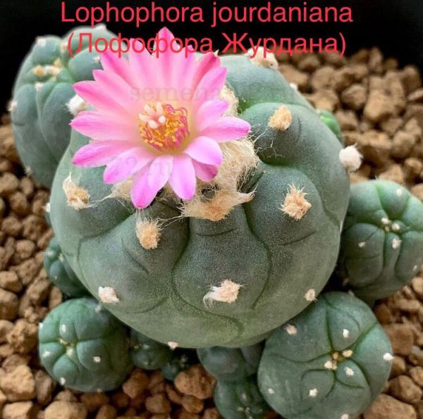 Lophophora jourdaniana (Лофофора Журдана)