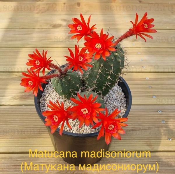 Matucana madisoniorum (Матукана мадисониорум)