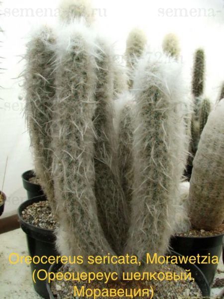 Oreocereus sericata, Morawetzia (Ореоцереус шелковый, Моравеция)