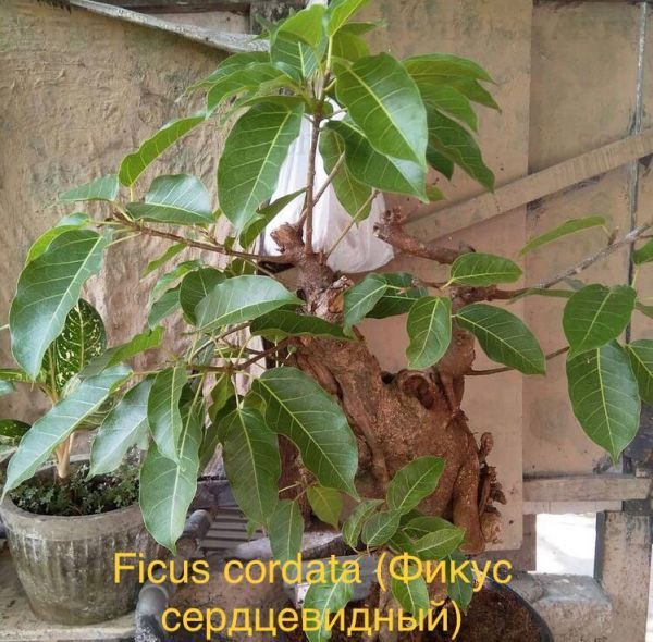 Ficus cordata (Фикус сердцевидный)