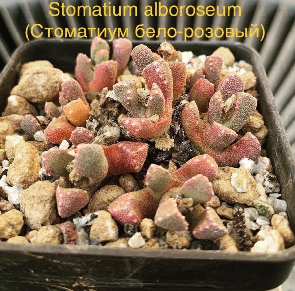 Stomatium alboroseum (Стоматиум бело-розовый)