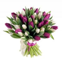 Фиолетовые-белые тюльпаны под  ленту