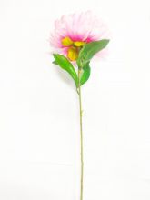 Пион одиночный  65 см 6 расцветок