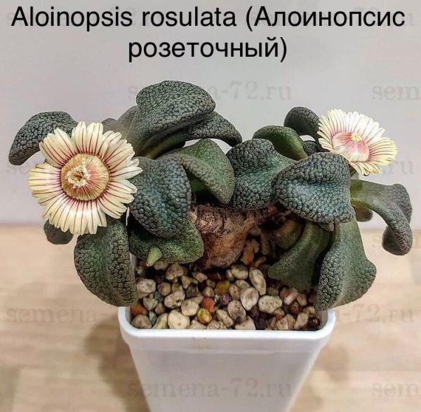 Aloinopsis rosulata (Алоинопсис розеточный)
