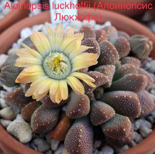Aloinopsis luckhoffii (Алоинопсис Люкхофа)