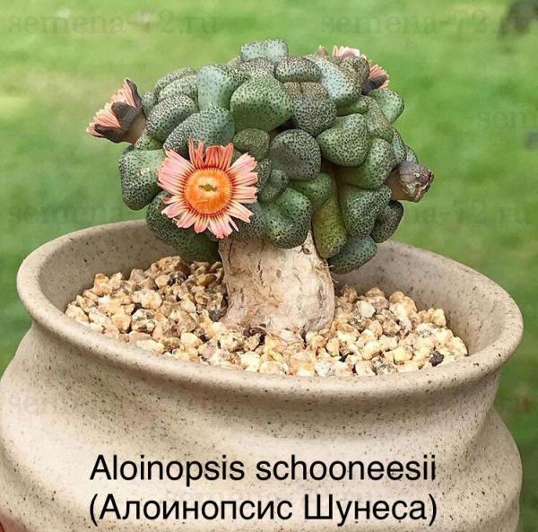Aloinopsis schooneesii (Алоинопсис Шунеса)