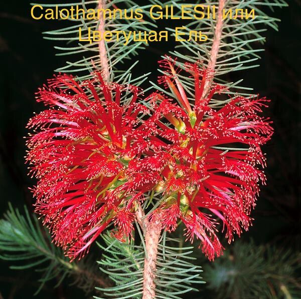 Calothamnus GILESII или Цветущая Ель