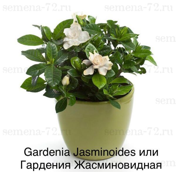 Gardenia Jasminoides или Гардения Жасминовидная