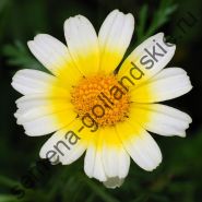 Хризантема "САЛАТНАЯ" (Chrysanthemum coronarium) 10 семян