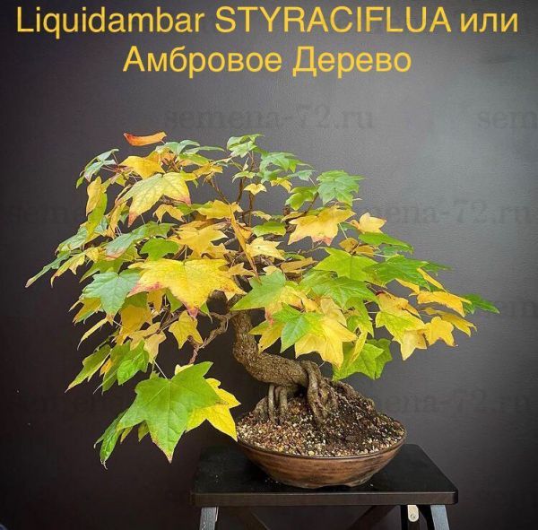 Liquidambar STYRACIFLUA или Амбровое Дерево