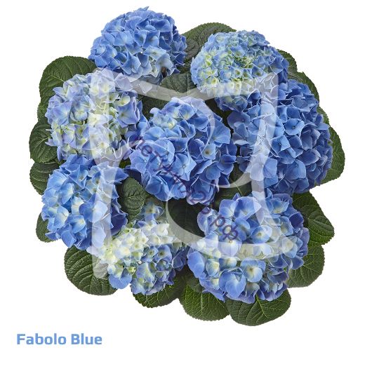 Гортензия fabolo blue описание и фото