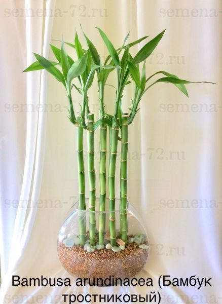 Bambusa arundinacea (Бамбук тростниковый)