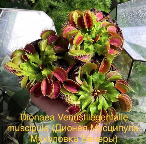 Dionaea Venusfliegenfalle muscipula (Дионея Мусципула, Мухоловка Венеры)