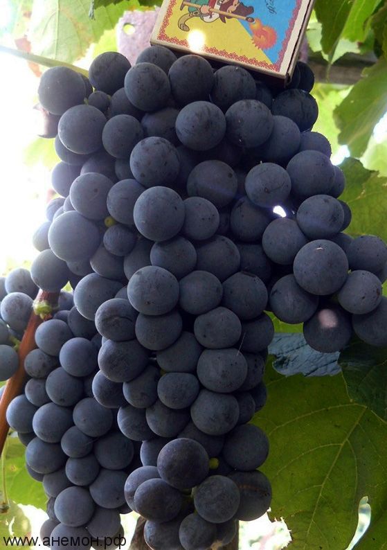 Виноград "Буффало" (Не  укрывной)