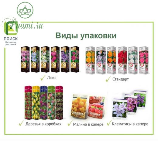 Туя западная Глобоза Ауреа (Р9), 1шт, h 3-20 см, Май 2022