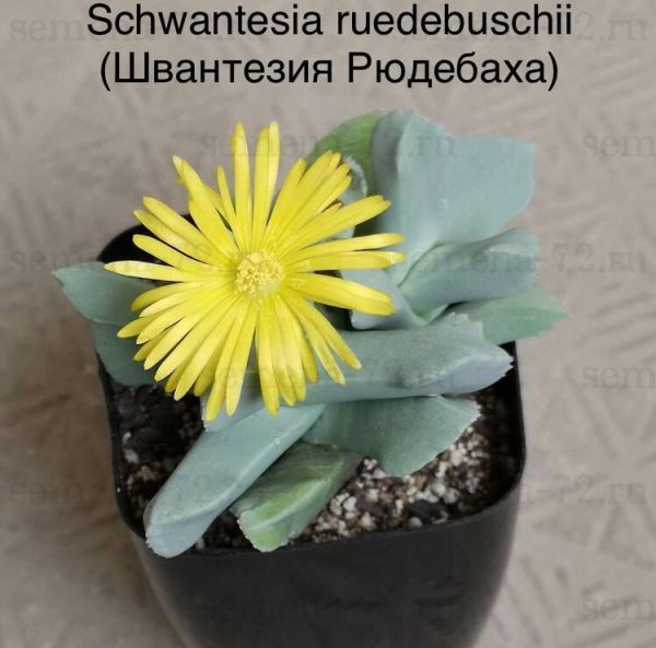Schwantesia ruedebuschii (Швантезия Рюдебаха)