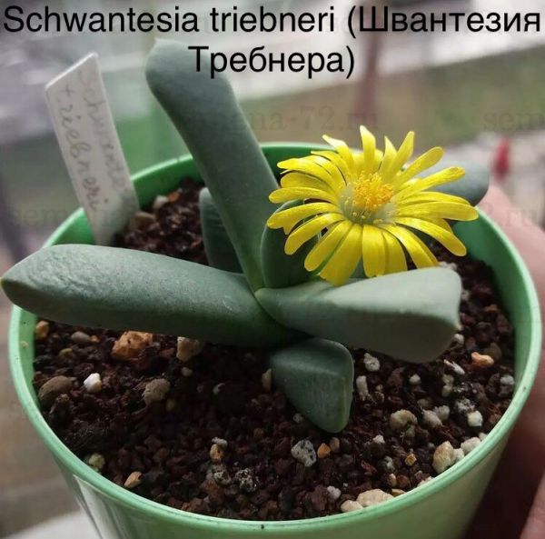 Schwantesia triebneri (Швантезия Требнера)