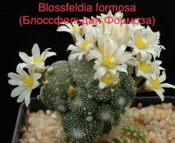 Blossfeldia formosa (Блоссфельдия Формоза)