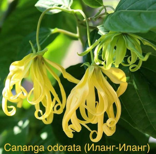 Cananga odorata - Иланг-Иланг