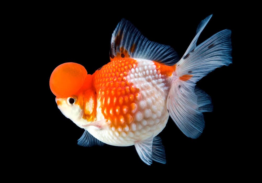 Жемчужина львиноголовая Carassius auratus var.