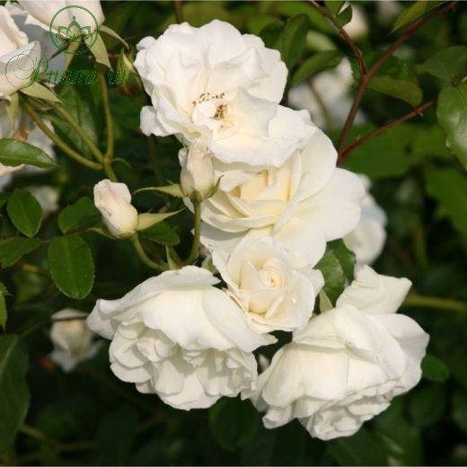 Роза плетистая Клайминг Айсберг, C3,5 горшок, Н25-45 высота, 1 шт, Июль 2022