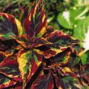 Coleus Combat