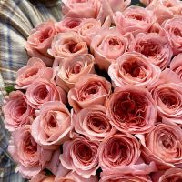 Розы пионовидные (50 см)
