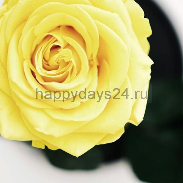 Жёлтая роза Vip