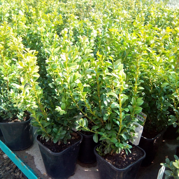 Самшит Buxus