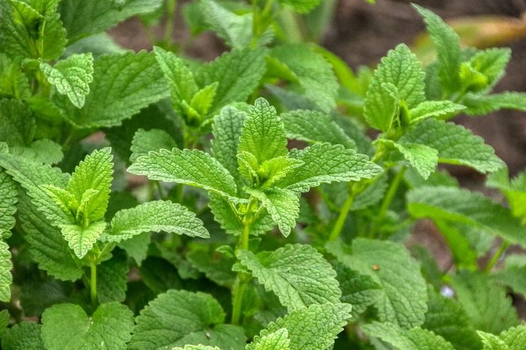 Мята Мохито "Mint Mojito"