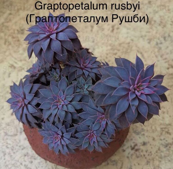 Graptopetalum rusbyi (Граптопеталум Рушби)